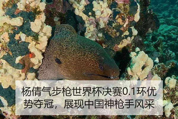 yang-qian-qi-bu-qiang-shi-jie-bei-jue-sai-huan-you-shi-duo-guan-zhan-xian-zhong-guo-shen-qiang-shou-feng-cai-3-345.jpg